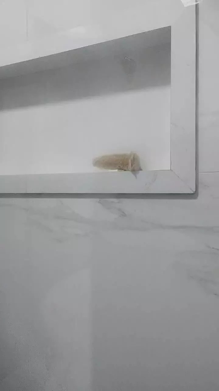 Offline mineirinhonata1 on Cam4